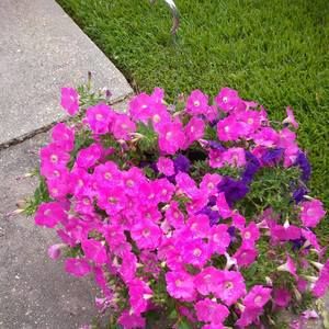 Meet your Posher, Martha